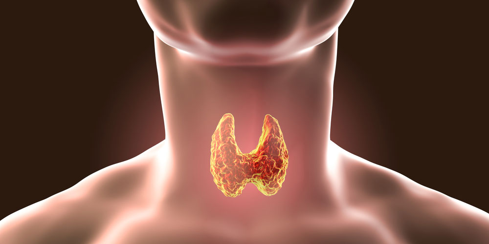 thyroid-gland-inside-human-body-homeopathy-panvel